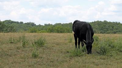 grazing-1_short-grass