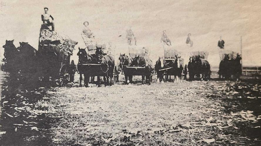 Alfred Warfel participating in hay harvest