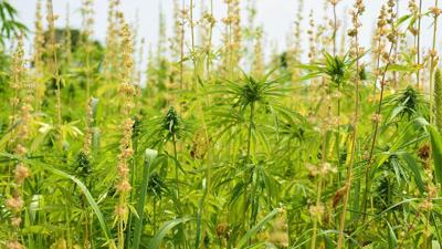 Hemp file photo