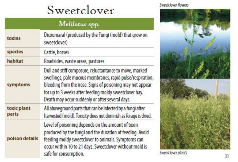 Sweetclover
