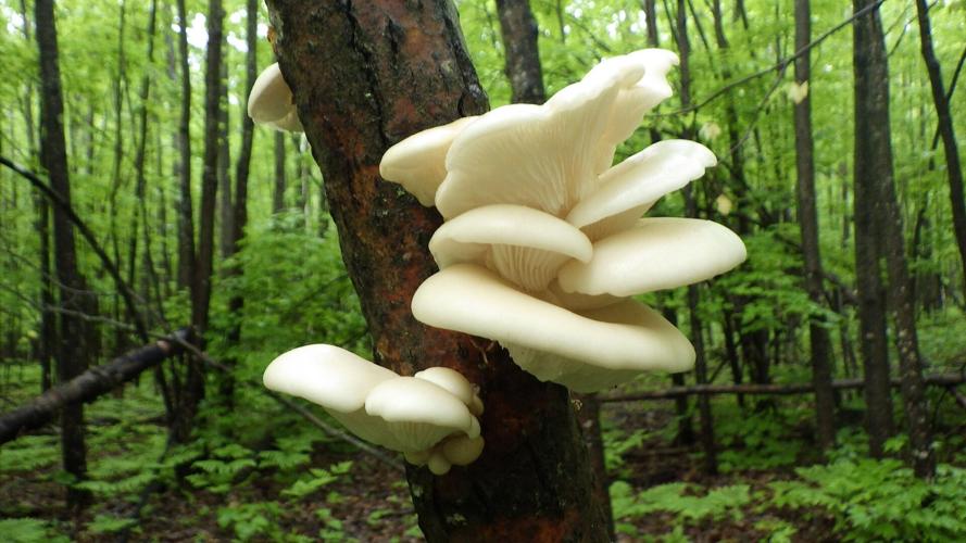 Mushrooms