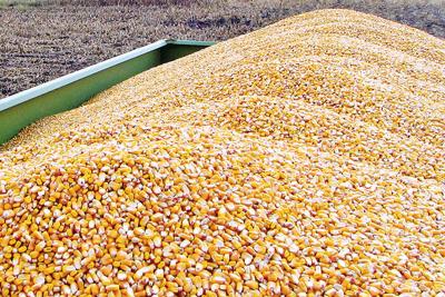 Corn
