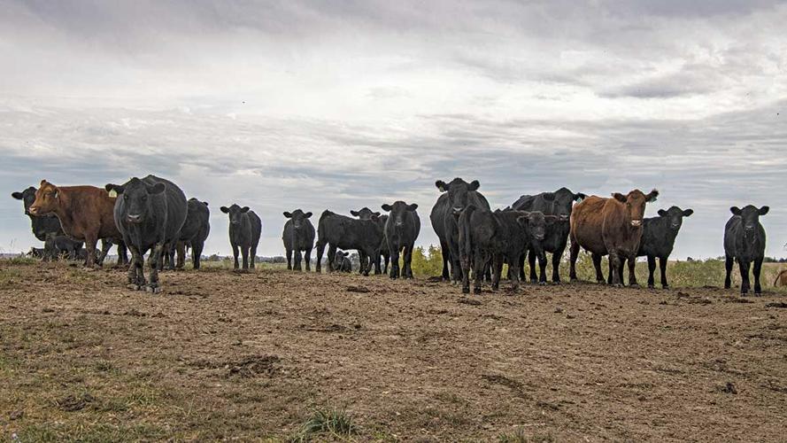 Cattle numbers 2.jpg