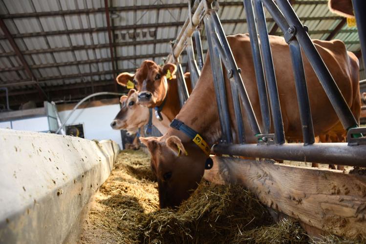 Cows in barn