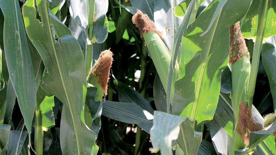 When to plant field corn in missouri