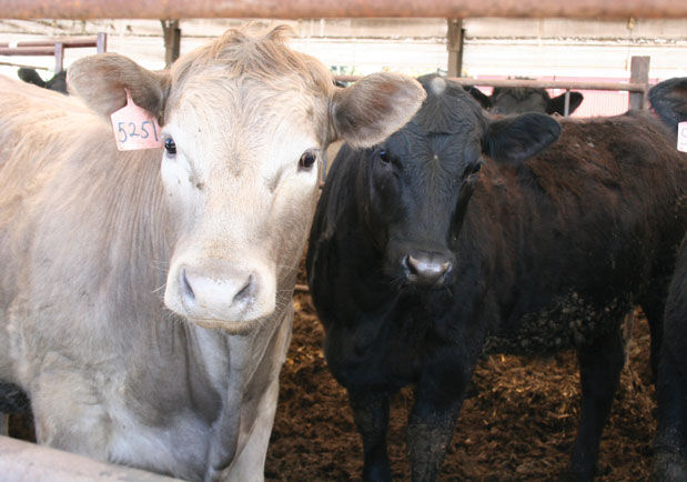Feed lot cattle