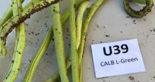 Long beans