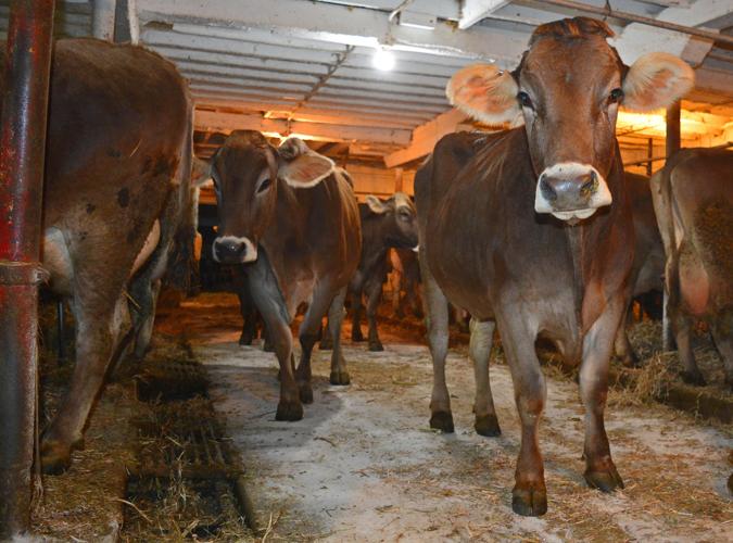 Cows walk into the dairy barn
