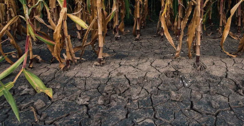 Desiccation cracks