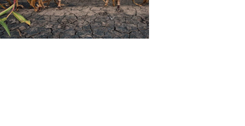 Cracks in soil impact evaporation