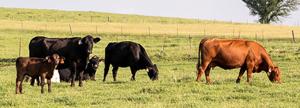 Cattle grazing