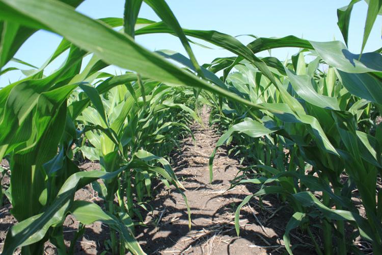 New fungicides fight disease and keep crops healthy | State ...