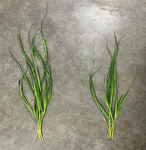 Plants with and without inoculants