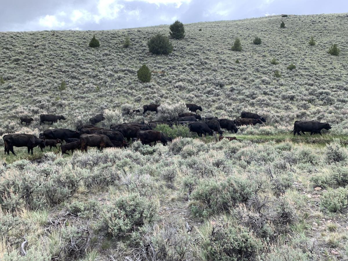 grazing