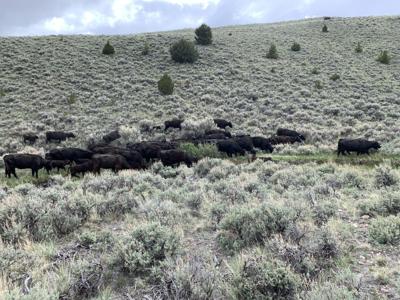 grazing