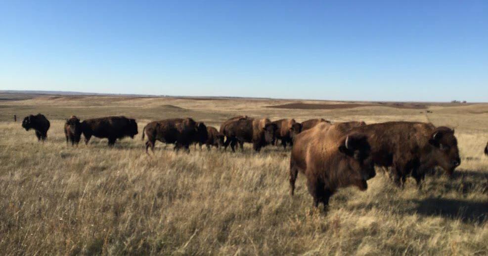 National, state policymakers invited to Black Leg Ranch for regenerative ag experience