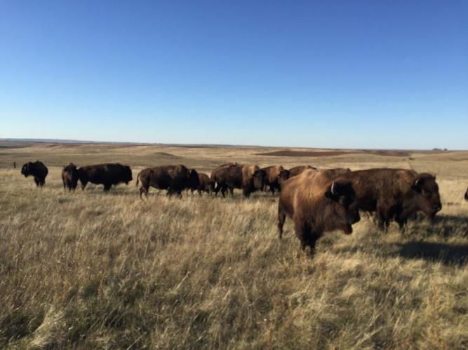Black Leg Ranch