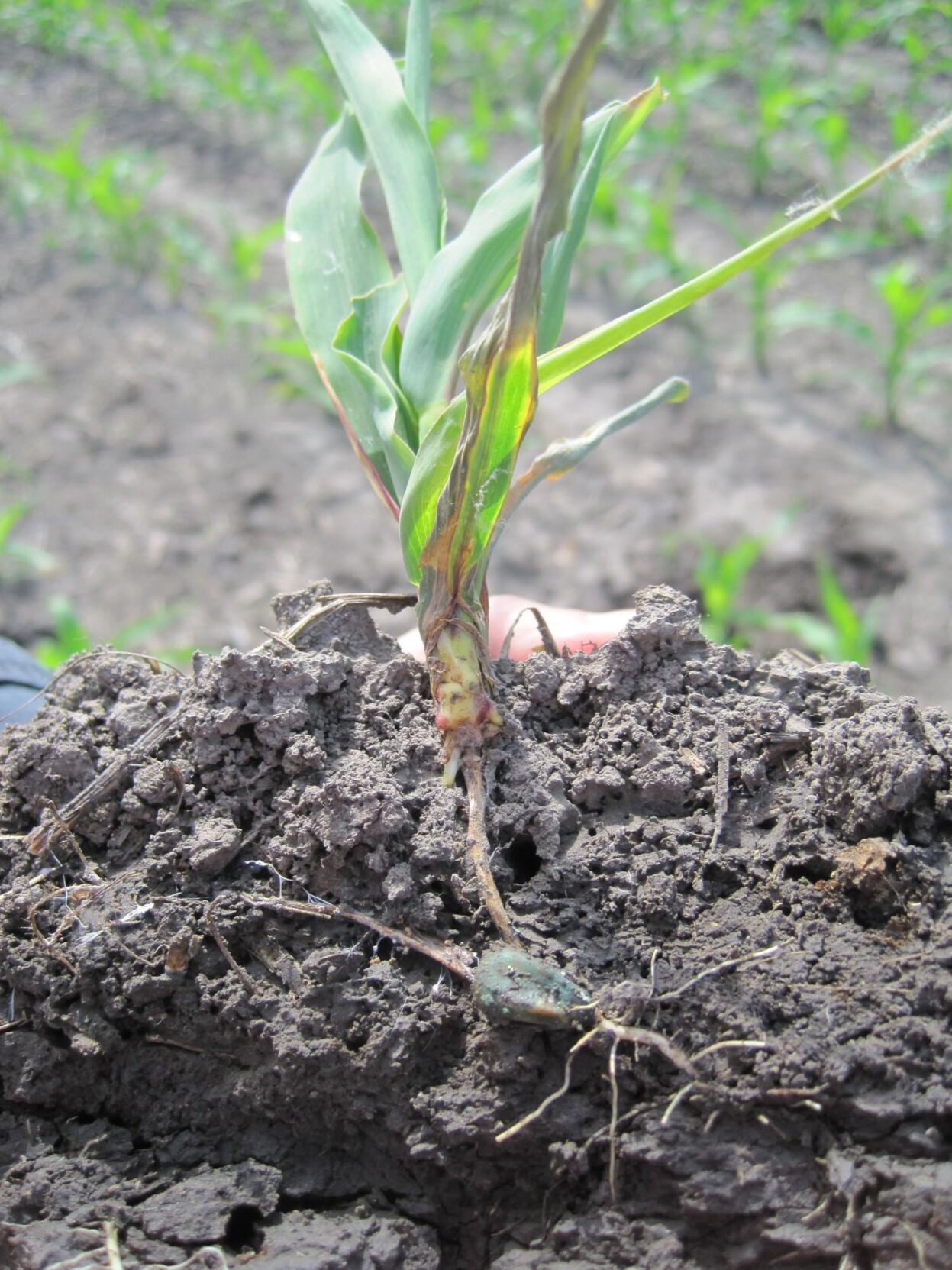 Corn seedling