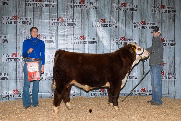 Purebred-Show---Hereford-Bull---Res.jpg