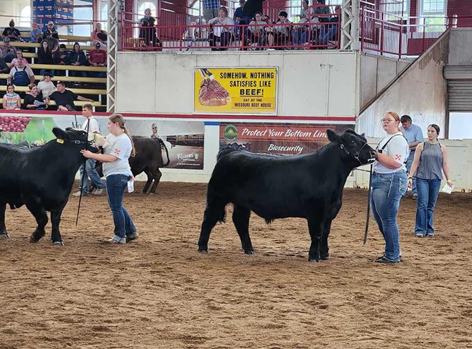Missouri State Fair show ring cattle
