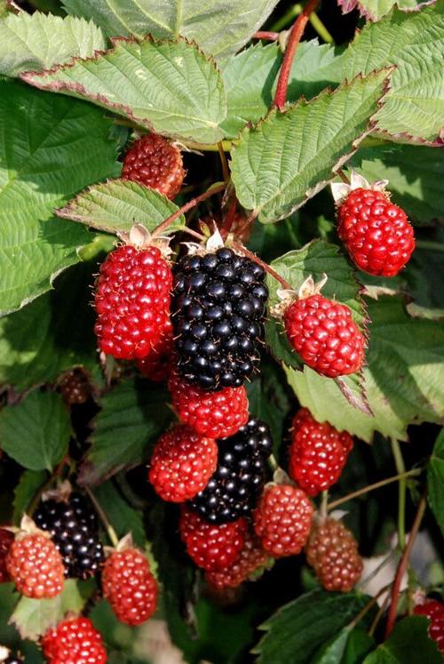 Blackberries