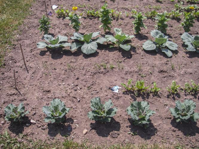 Plants