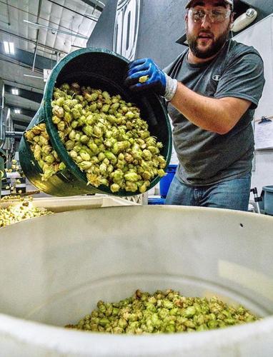 Brewer with hops