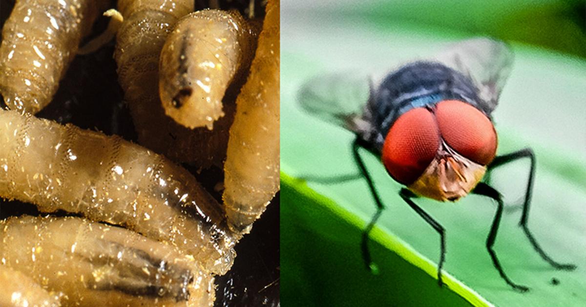 New World screwworm threat low in South Dakota, vet urges producers to monitor livestock