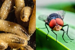Screwworm cases increase in Texas