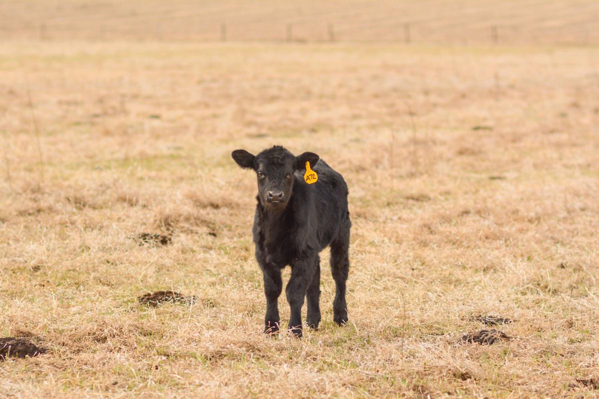 Calf