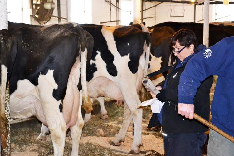 Maureen DeBruin evaluating cows