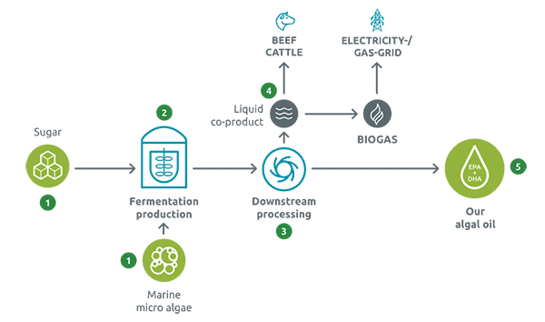 Veramaris algae nutrition flow chart