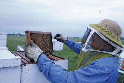 Beekeeping