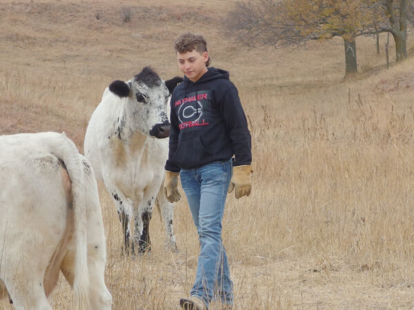 Beef Breeds British Whites 6