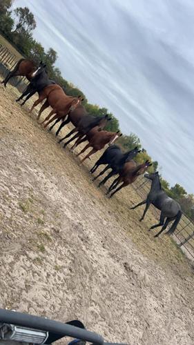 4 photo courtesy josie mcshane (2).JPG