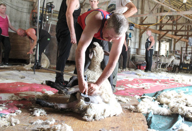 Ospstedahl sheep