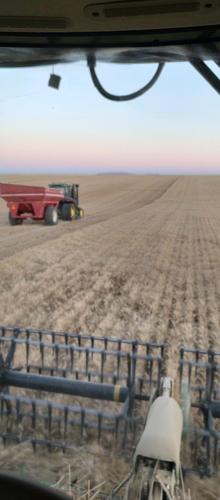 Johnsons challenged by low rainfall during harvest