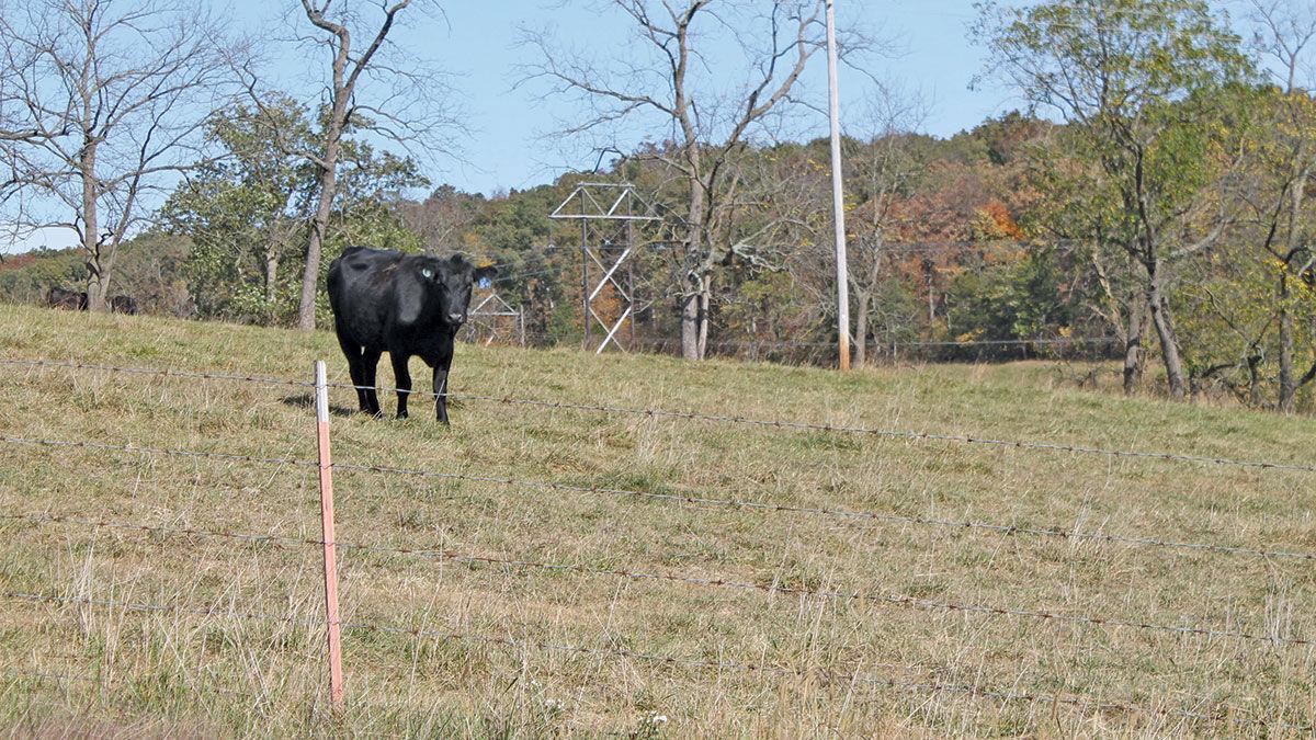 MO pasture and forage