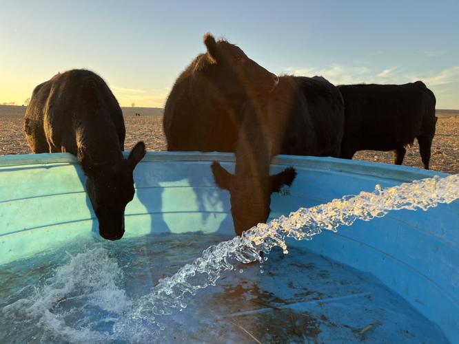 Down on the Farm 2.JPG