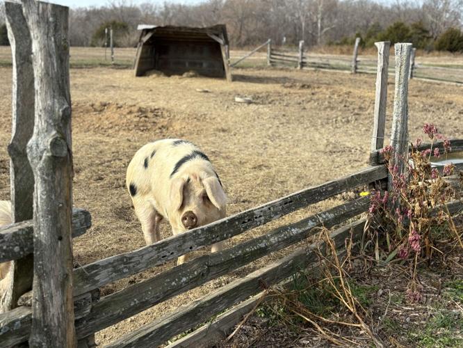 Certified_Naturally_Grown_Pig.jpg