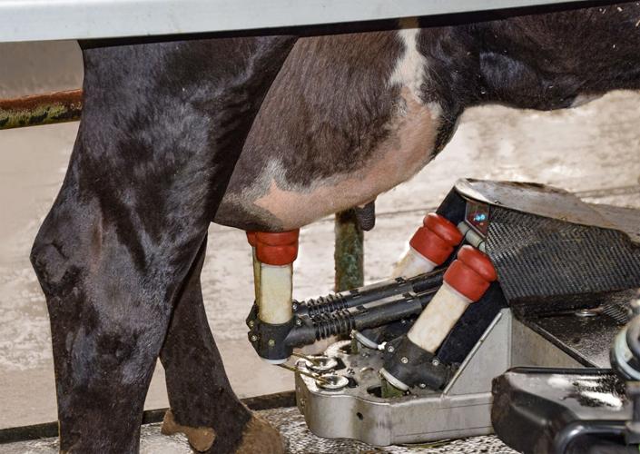 Robotic milker