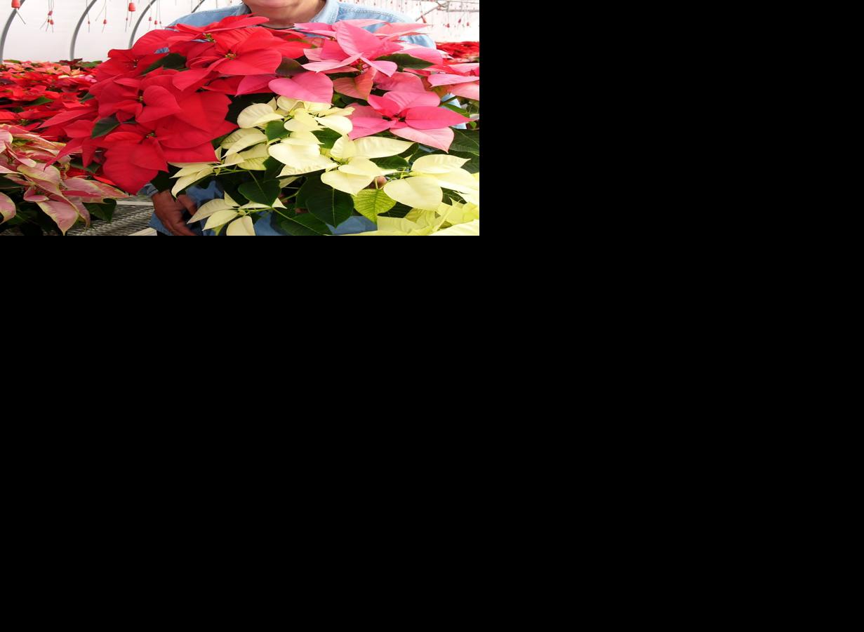 Jim Gathje with poinsettias