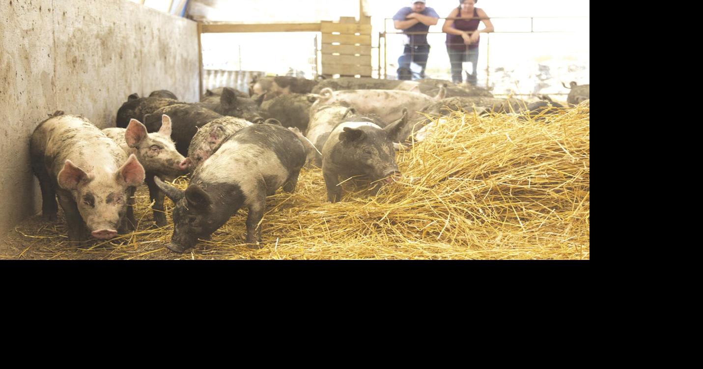 4H pig project specialty hog enterprise