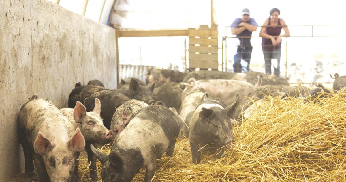 4-H pig project becomes specialty hog enterprise