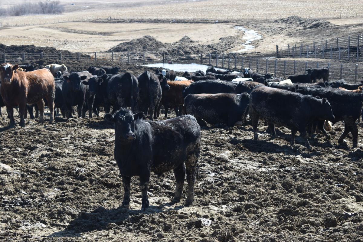 Feed yard