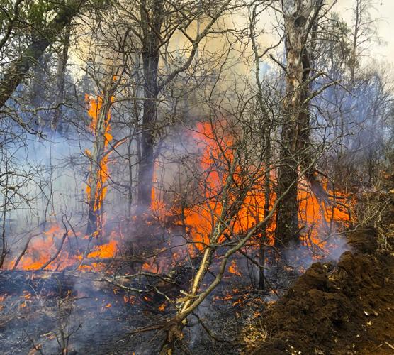 Wildfire