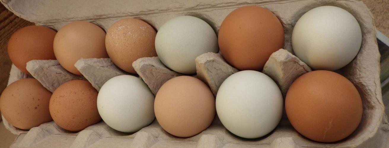 Eggs