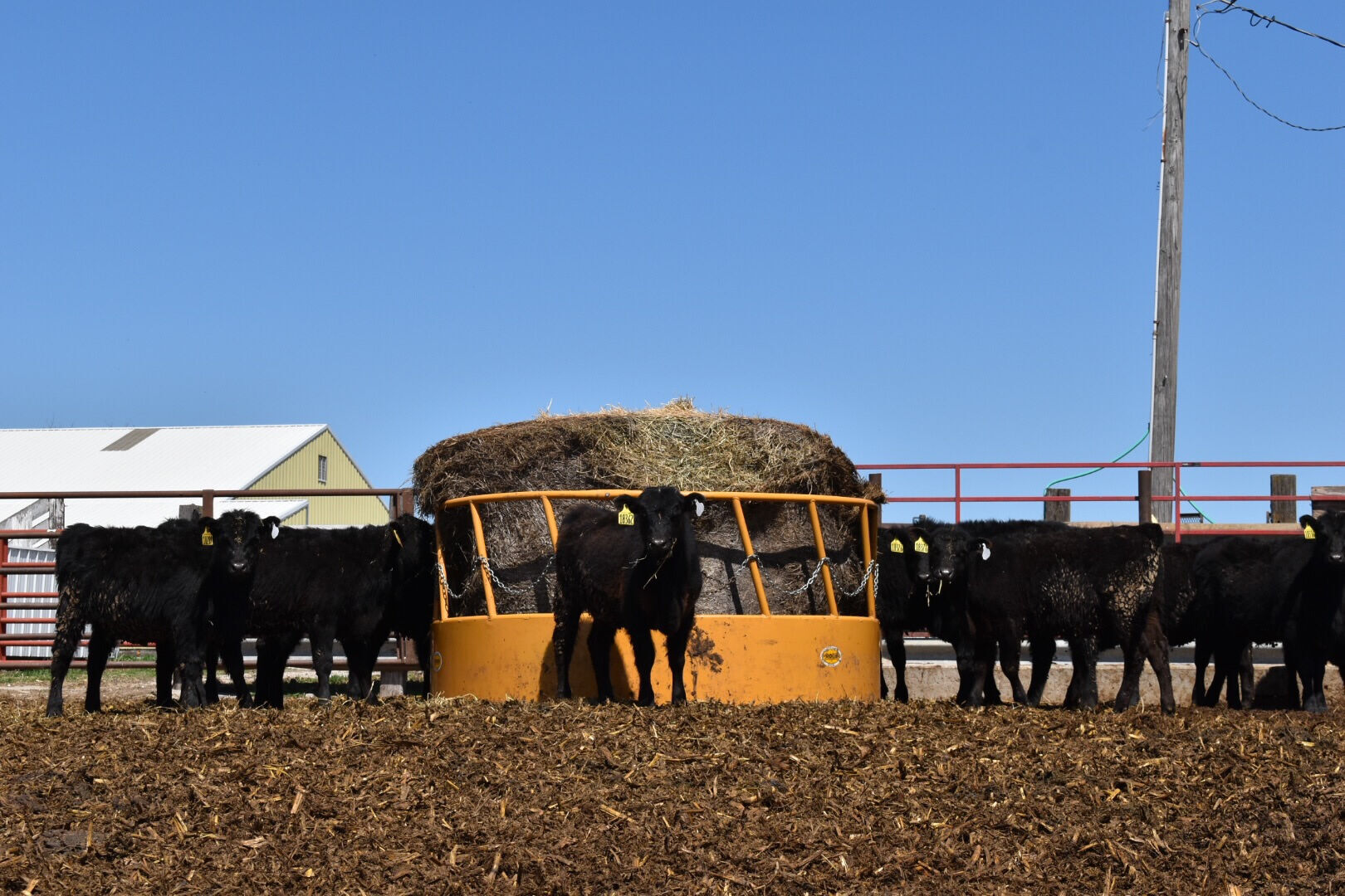 Mild start to winter dampens demand for hay