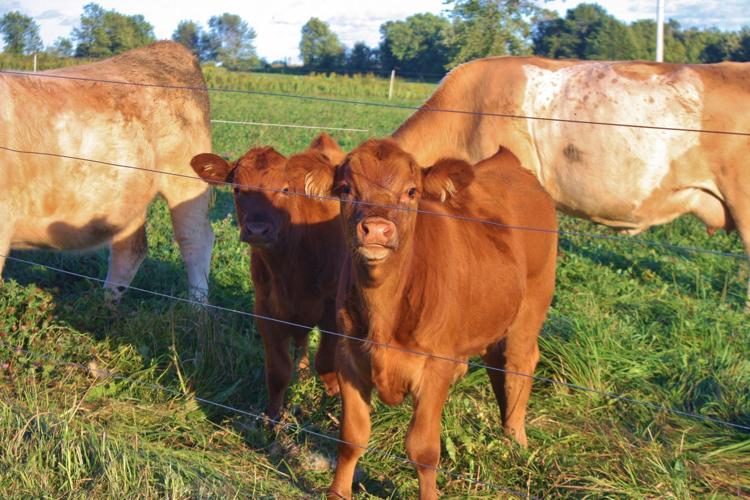 Beef cattle and calf calves in field