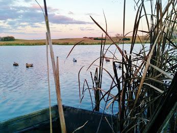Wetland area and ducks at Fountain Prairie Farm